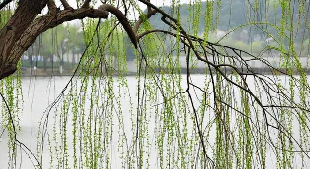 柳树风水禁忌