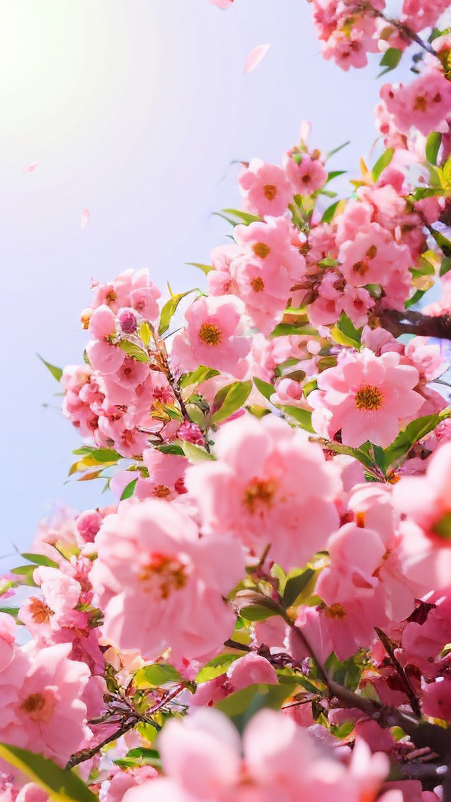 科普展现:招桃花运方法（桃花运怎么招）