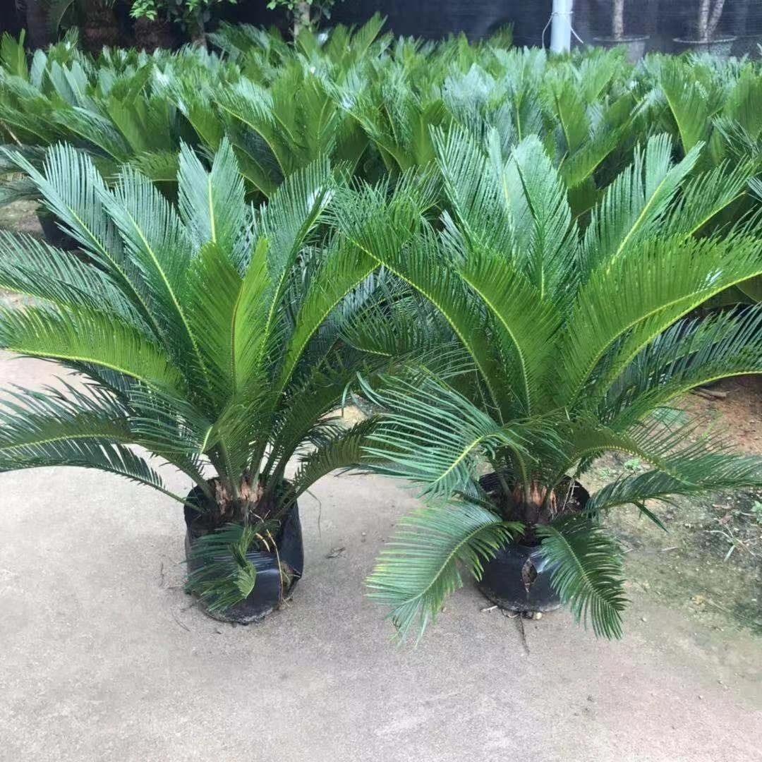 家中养铁树风水